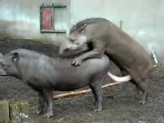 The farm's horny animals were captured on camera.